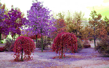 Colorful trees, purple, colorful, red, trees, nature HD wallpaper