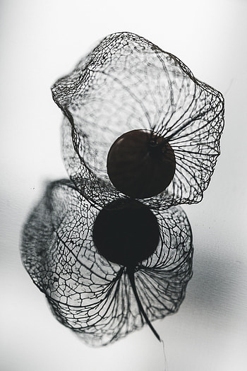 Physalis, Monochrome , Close-up shot, Intriguing texture HD phone wallpaper