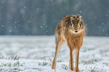Hare, winter, animal, snow, roden, rabbit HD wallpaper