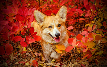 Corgi, , autumn, pets, Welsh Corgi, dogs, red leaves, cute dog, bokeh, Welsh Corgi Dog, Pembroke Welsh Corgi HD wallpaper
