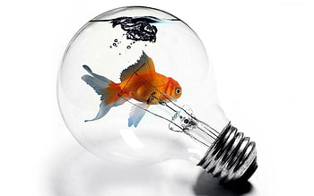Golden Fish, animal, other, golden, fish HD wallpaper