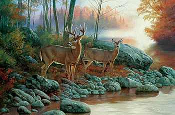 forest mood, natur, forest, animals, deer HD wallpaper