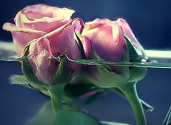 beauty in you, plants, buds, soft, beauty, nice, rose, delicate, blossoms, nature, flowers, blooms, lovely HD wallpaper