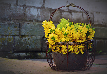 Flowers, Decoration, Loosestrife HD wallpaper