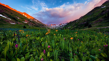 San Juan Wildflower Sunset, plants, blossoms, clouds, sky, mountains, new mexico, usa HD wallpaper