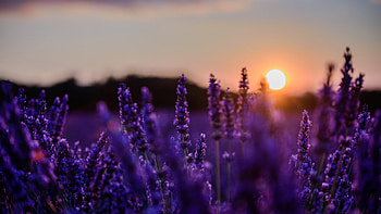 Lavender Sunset, sky, flowers, plants, field, sun HD wallpaper