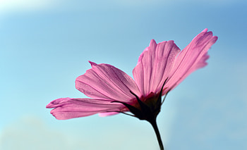 Pink cosmos, sky, portrait HD wallpaper