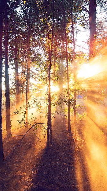 Sun, Forest escape, Wooden path, Nature's golden light HD phone wallpaper