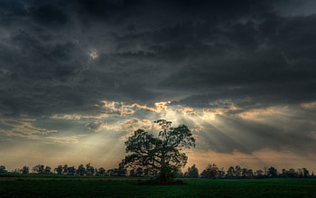 Landscape, Trees HD wallpaper