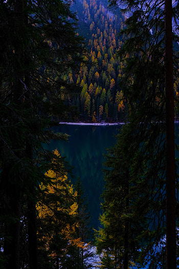 Nature, Autumn, Lake, Dark, Forest, Branches HD phone wallpaper