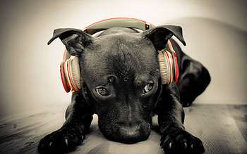 Music, Animals, Dogs HD wallpaper