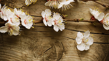 Plants, Flowers, Background, Cherry HD wallpaper