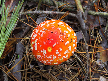 Mushrooms amanita, Mushroom top view, Mushroom , pics HD wallpaper