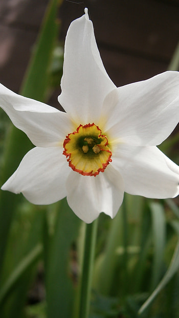Daffodil, Beautiful HD phone wallpaper