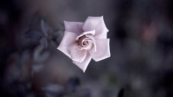 Flower, Plant, Macro, Rose Flower, Rose, Petals, Blur, Smooth HD wallpaper