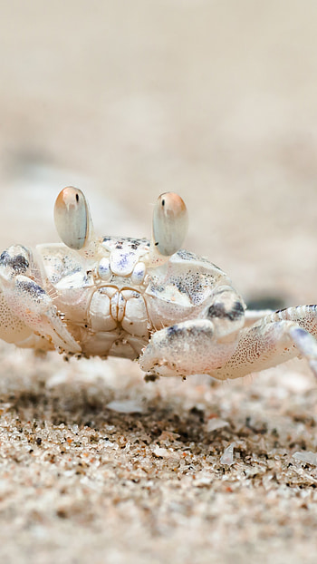 Sand bubbler, Crabs HD phone wallpaper