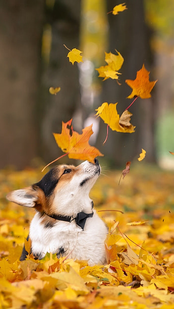 Adorable Corgi, Loyal companion, Playful antics, Irresistible cuteness HD phone wallpaper