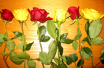 ROW OF ROSES, table, stems, buds, roses, yellow, red, blooms HD wallpaper