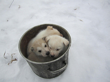 Wow, it’s COLD!, brothrhood, cold weather, animals, love, dogs, puppies, three, forever HD wallpaper