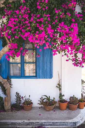 Beautiful blooming bougainvillea over a window in a Mediterranean garden setting. HD phone wallpaper