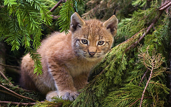 Animals, Iris, Sit, Young, Branch, Joey HD wallpaper
