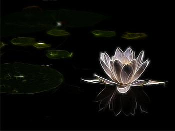 White Flower, white, beautiful, , flower HD wallpaper