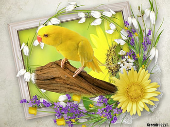 YELLOW PARROT, YELLOW, CREATION, PARROT, ABSTRACT HD wallpaper