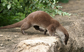 Animals, Grass, Animal, Otter HD wallpaper