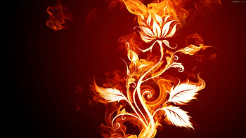 Of Fire Flower HD wallpaper