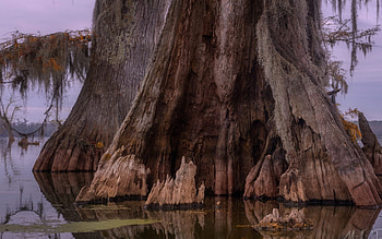 Rotten trunk, Old bald cypress, Atchafalaya river basin, Texas HD wallpaper