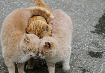 Cuddles, cats, loving, ginger HD wallpaper