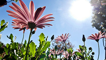 Flowers, Sky, Summer, Shine, Light HD wallpaper