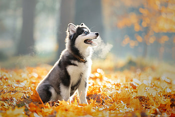 Siberian Husky, Majestic portrait, Piercing blue eyes, Snowy backdrop HD wallpaper