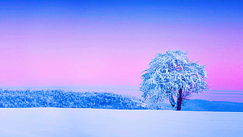 Winter Tree, colors, sky, landscapr, snow, sunset HD wallpaper