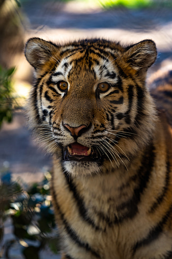 Animals, Big Cat, Sight, Opinion, Wildlife, Tiger, Tiger Cub HD phone wallpaper