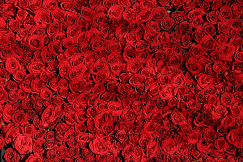 Flowers, Roses, Surface, Lot HD wallpaper