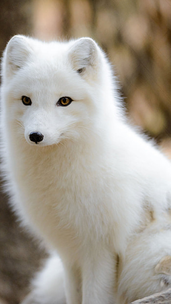 Arctic fox in the wild, Long-coated breed, Snowy scenery, Arctic beauty HD phone wallpaper