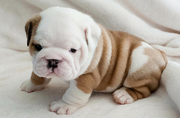 Breathtaking puppy , High-definition cuteness HD wallpaper