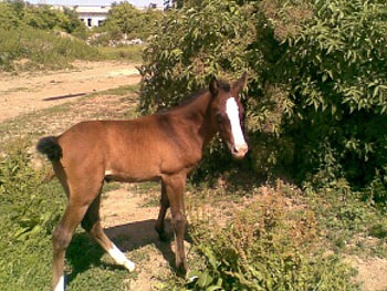 foal, arabian horses, horse, slovakia, rohoznica HD wallpaper