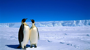 Animals, Landscape, Pinguins HD wallpaper