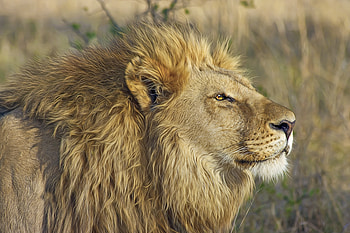 Lion Big Cat, lion, animals HD wallpaper