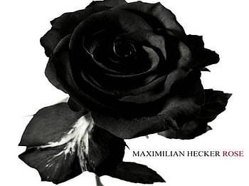 Black Rose, on white, rose, black, art HD wallpaper