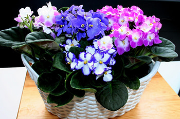 Flowers, Violet, Multicolored, Room HD wallpaper