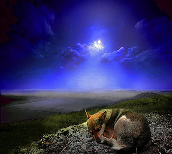Natures bed, night, blue, dog, moon, clouds, sleeping, cliff, rock HD wallpaper