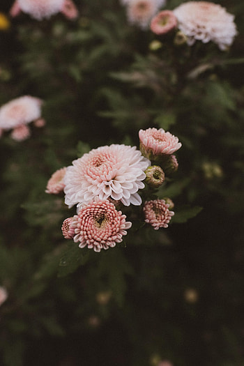 Flowers, Pink, Bloom, Flowering, Dahlia HD phone wallpaper