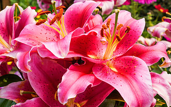 Gorgeous lily, Stunning , Exquisite flowers, Beautiful background HD wallpaper