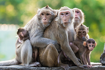 Darn, it's the tax man from the IRS. You forgot to file didn't you ?, heavy brows, monkeys, group, dirt track, babies round faces, trees HD wallpaper