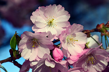 Close up, flowers, cherry blossom HD wallpaper