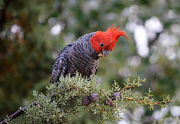 Gang Gang Cockatoo, animal, cockatoo, bird, gang HD wallpaper