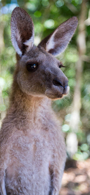 Kangaroo (Animals), Kangaroo , Artistic ry, Nature's charm HD phone wallpaper